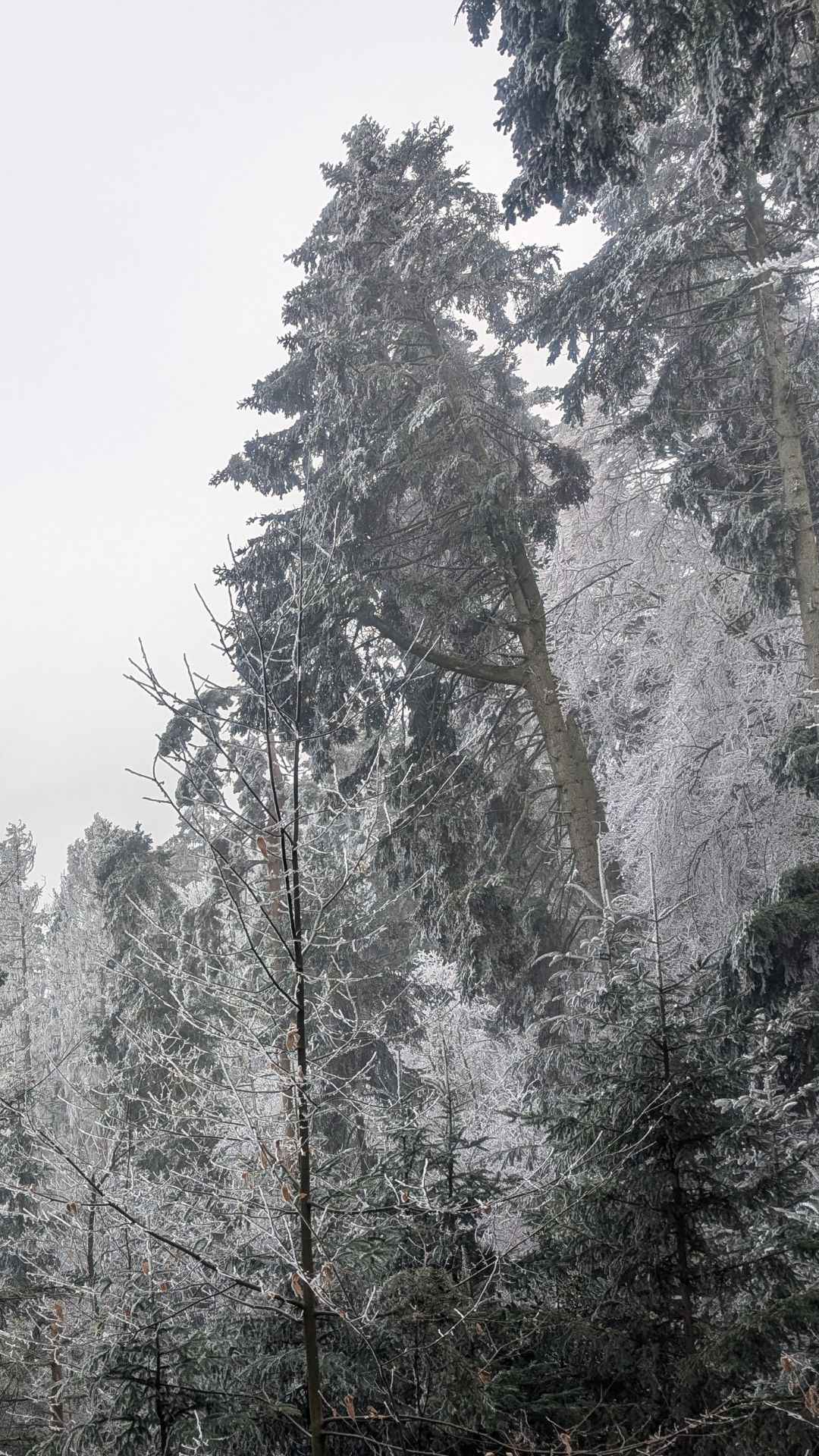 UNYZONE : Slide mobile "Forêt en hiver"